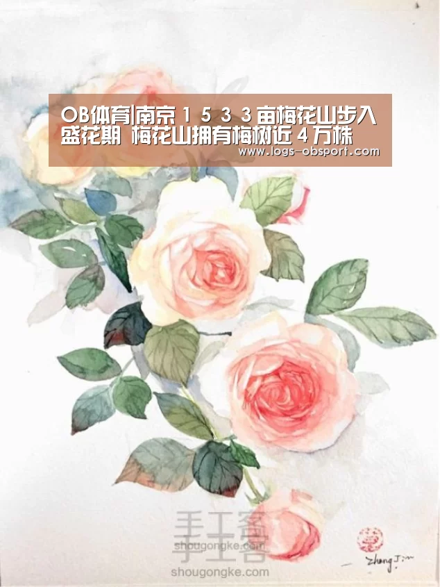 OB体育|南京1533亩梅花山步入盛花期 梅花山拥有梅树近4万株(图4) OB体育
